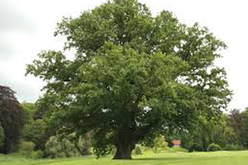 ROBLE (Quercus humilis)