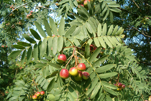 Serbal (Sorbus domestica)